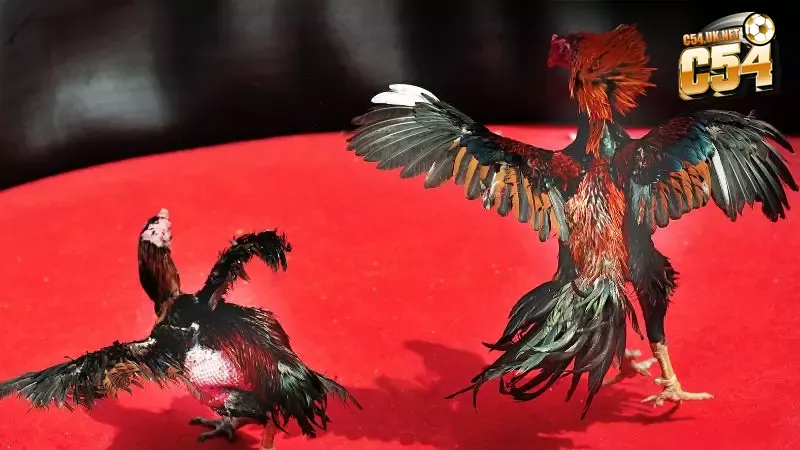 Trận đá gà 24 tỷ: Cơn địa chấn chưa từng có tại bồ gà Thomo Những đòn đánh hiểm hóc của chiến kê khiến trận đá gà 24 tỷ nóng bỏng từng khoảnh khắc