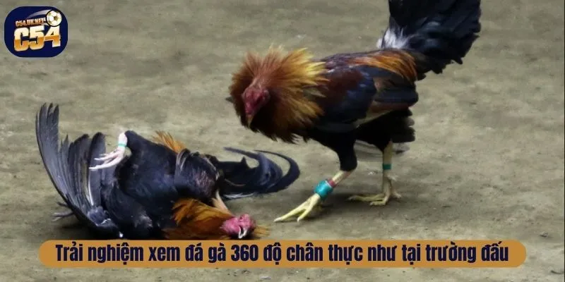 Đá Gà 360 - Trải Nghiệm Xem Đá Gà Trực Tiếp Tại C54 Trải nghiệm xem đá gà 360 độ chân thực như tại trường đấu
